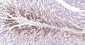 PI3-kinase p110 subunit beta Recombinant Rabbit mAb